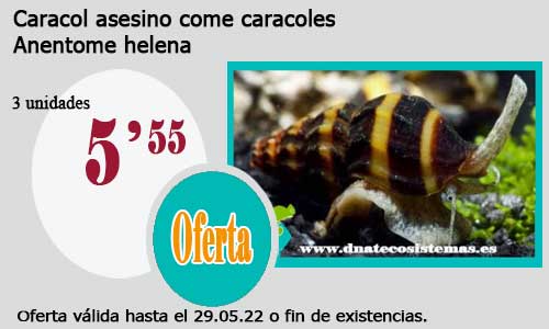 .Caracol asesino come caracoles