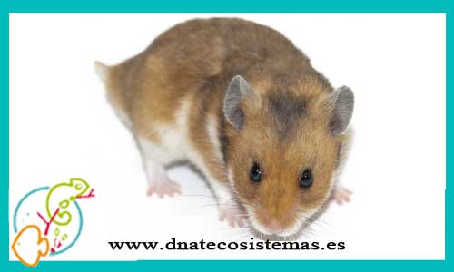 venta-oferta-venta-hamster-comun-sirio-mesocricetus-auratus-tienda-de-mamiferos-baratos-online-venta-de-mascotas-economicas-por-internet-tienda-hamster-relago-online