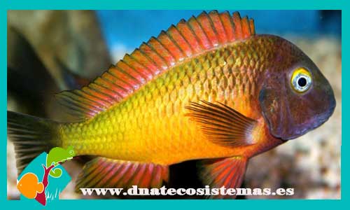 venta-tropheus-moorii-ilangi-yellow-venta-de-peces-online-venta-de-peces-online-peces-de-agua-dulcde-venta-de-ciclidos-baratos