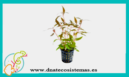 althernanthera-mini-rosaefolia-nl-plantas-para-acuarios-de-agua-dulce