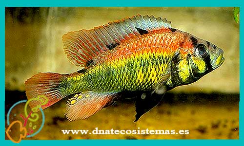 oferta-haplochromis-aenecolor-3-4cm-sel-astatotilapia-calliptera-burtoni-tienda-peces-online-venta-cromis-por-internet-tienda-mascotas-peces-ciclidos-rebajas-con-envio