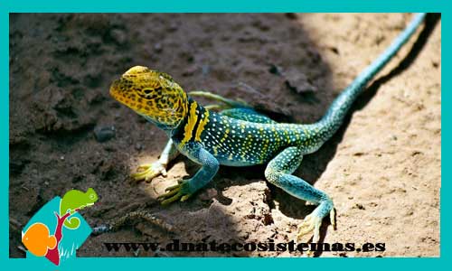 crotaphytus-collaris-lagarto-de-collar-azulado-venta-de-reptiles-anfibios-online-venta-de-camaleones-online-tienda-online-de-reptiles-