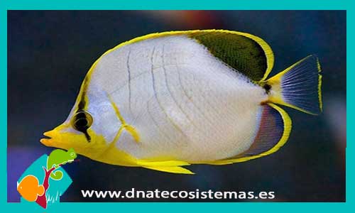chaetodon-xanthocephalus-l-tienda-de-peces-online-peces-por-internet-mundo-marino-rodo-marino