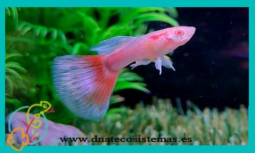 guppy-tail-red-blue-selecto-macho-japan-blue-redtail-albino-poecilia-reticulata-tienda-de-peces-online