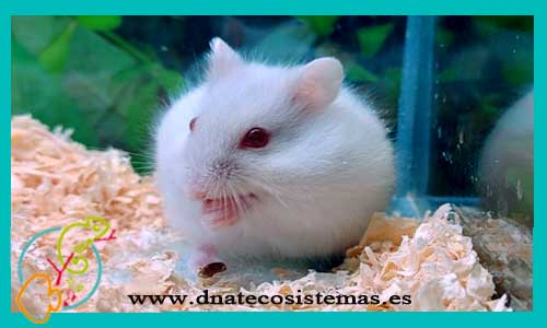 oferta-venta-hamster-ruso-albino-phodopus-sungorus-tienda-de-mamiferos-baratos-online-venta-de-mascotas-economicas-por-internet-tienda-hamster-relago-online
