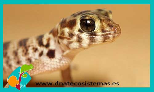 gecko-terrestre-escama-de-pez-teratoscincus-roborowski-tienda-de-reptiles-online