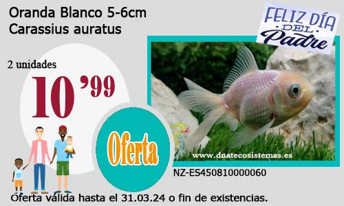 13-03-24-oferta-oranda-blanco-boina-roja-red-cap-goldfish-calidad-carassius-auratus-tienda-de-peces