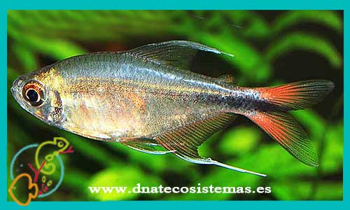 tetra-filamentosus-hemigrammus-filamentosus-venta-de-peces-online-espana-ypeixe-portugal-online
