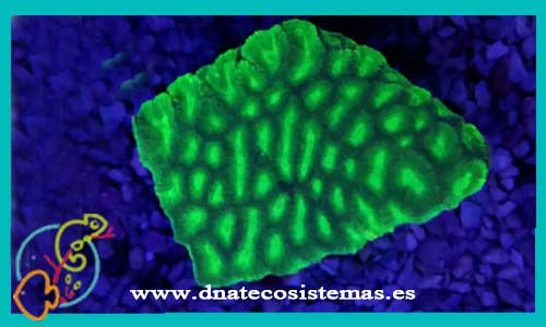 oferta-faviidae-spp-verde-tienda-de-corales-duros-baratos-online-venta-de-corales-economicos-por-internet-tiendamacotasdnatecosisitemasonline-oferta