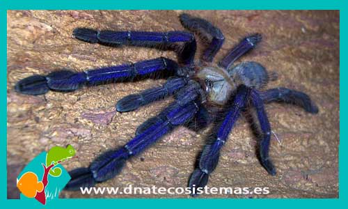 tarantula-gigante-violacea-asiatica-lampropelma-violeceopes-tienda-de-invertebrados-online-adulta
