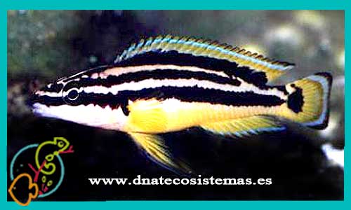oferta-venta-julidochromis-ornatus-4.5-5cm-ccee-marlieri-magara-black-dickfeldi-regani-transcriptus-tienda-peces-baratos-online-venta-peces-lago-tanganica-por-internet-tienda-mascotas-peces-africanos-rebajas-envio