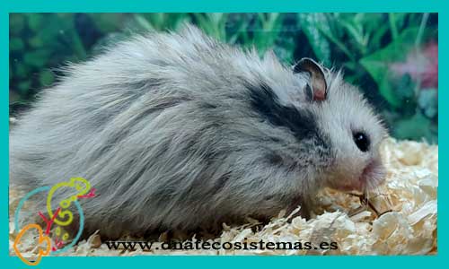oferta-venta-hamster-comun-angora-mesocricetus-auratus-tienda-de-mamiferos-baratos-online-venta-de-mascotas-economicas-por-internet-tienda-hamster-relago-online