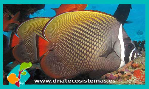 chaetodon-collare-4-6cm-tienda-de-peces-online-peces-por-internet-mundo-marino-todo-marino