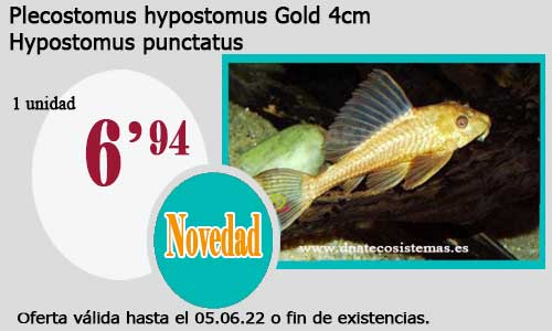 .Plecostomus hypostomus Gold  4cm