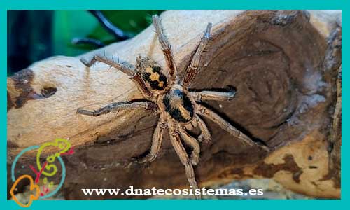 oferta-venta-tarantula-kolumbia-2cm-hapalopus-sp-kolumbia-gross-tienda-de-tarantulas-online-tienda-de-grillos-venta-de-alimento-vivo-spider-tarantule