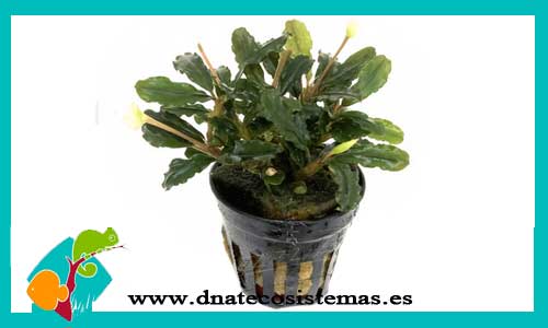 bucephalandra-llamadau-purple-bucephalandra-dnatecosistemas-tienda-online-de-plantas-naturales-acuaticas-para-acuarios-de-agua-dulce