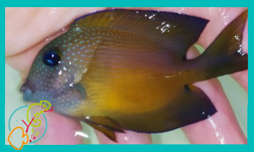 ctenochaetus-binotatus-4-6cm-peces-cirujanos-de-agua-salada-cm-tienda-de-peces-online-peces-por-internet