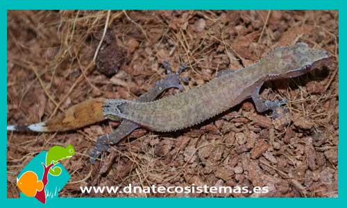 gecko-enano-de-madagascar-matoatoa-tienda-reptiles-online-venta