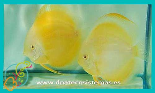 oferta-venta-disco-albino-yellow-cover-12-15cm-symphysodon-aequifasciata-tienda-peces-tropicales-baratos-online-venta-discos-bonitos-por-intenet-tienda-mascotas-peces-discos-rebajas-con-envio