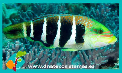 hemigymnus-fasciatus-tienda-de-peces-online-peces-por-internet-mundo-marino-todo-marino
