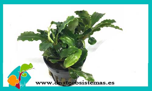 bucephalandra-green-tears-bucephalandra-plantas-para-acuarios-de-agua-dulce