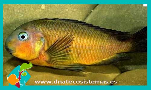 tropheus-bichardi-namansi-gold-venta-de-peixe-online