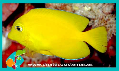 ctenochaetus-sp-yellow-tienda-de-peces-online-peces-por-internet