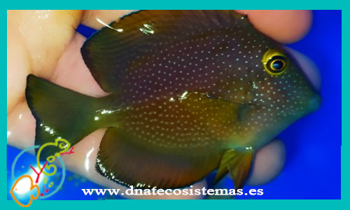venta-ctenochaetus-truncatus-tienda-de-peces-online-peces-por-onternet