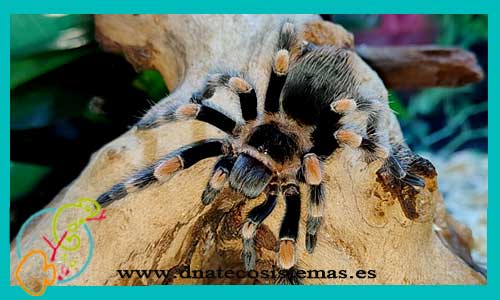oferta-venta-tarantula-patas-rojas-3cm-brachypelma-smithi-tienda-tarantulas-baratas-online-tienda-grillos-venta-alimento-vivo-spider-tarantule