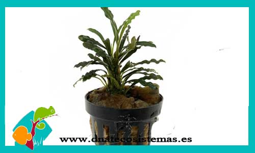 bucephalandra-red-scorpio-marble-bucephalandra-plantas-para-acuarios-de-agua-dulce
