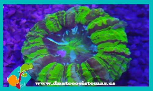 mussidae-spp-verde-3-tienda-de-peces-online-acuario-plantas-algas-comida-alimento-congelado-seca-vivo