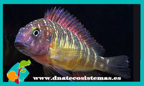 tropheus-moorii-red-rainbow-kambwiba-venta-de-peces-online-venta-de-peces-online-peces-de-agua-dulcde-venta-de-ciclidos-baratos