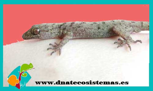 cyrtodactylus-javanicus-venta-tienda-de-reptiles-online-venta-de-gecko-online-venta-de-gecko-baratos-dnatecosistemas