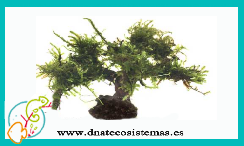 bonsai-con-musgo-de-java-plantas-para-acuarios-de-agua-dulce