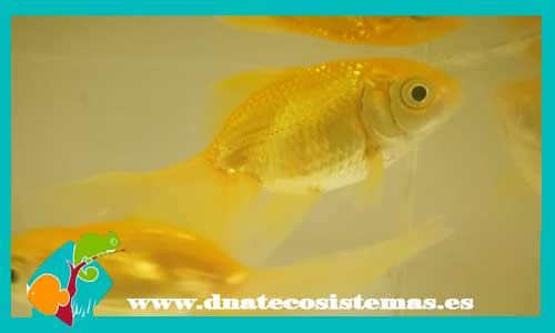 oranda-amarilo-gold-oranda-blanco-boina-roja-red-cap-goldfish-calidad-carassius-auratus-tienda-de-peces