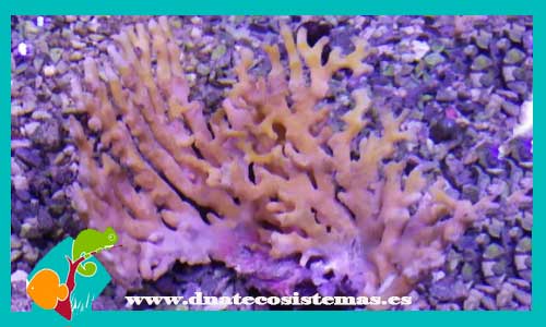 distichopora-spp-esqueje-coral-duro-tienda-de-coral-marino-barato