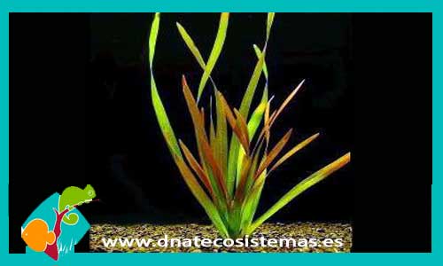 vallineria-gigantea-rubra-plantas-para-acuarios-de-agua-dulce