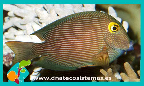ctenochaetus-strigosus-6-8cm-tienda-de-peces-online-peces-por-internet