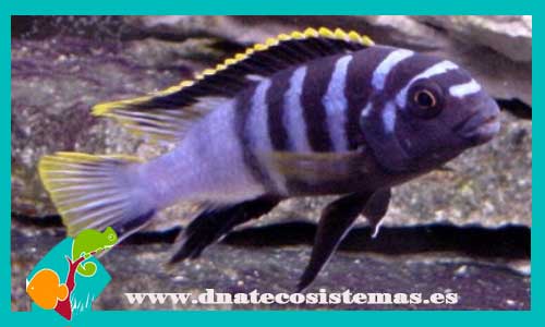 labidochromis-sp-mbamba-bay-yellowfin-2-3cm-tienda-de-peces-online-peces-por-internet-peces-venta-de-peces-africanos