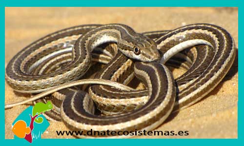 serpiente-del-desierto-psammophis-shokari-tienda-de-reptiles-online-venta-de-reptiles-online-tienda-de-serpientes-culebras-baratas