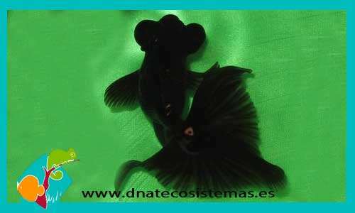 telescopico-mariposa-negro-11-13-cm-tienda-online-peces-venta-de-peces-compra-de-peces-online-peces-baratos