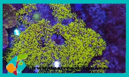 briareum-sp-verde-grande-tienda-de-peces-online-peces-por-internet-acuario-planta-algas-roca-cueva-placton-luces