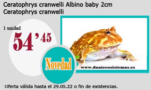 .Ceratophrys cranwelli Albino baby 2cm