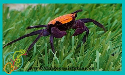 oferta-venta-cangrejo-orange-black-macho-ue-geosesarma-sp-tienda-de-cangrejos-terrestre-baratos-online-venta-de-invertebrados-economicos-terrestre-por-internet