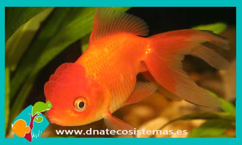 oranda-rojo-5-6-cm-tienda-online-peces-venta-de-peces-compra-de-peces-online-peces-baratos