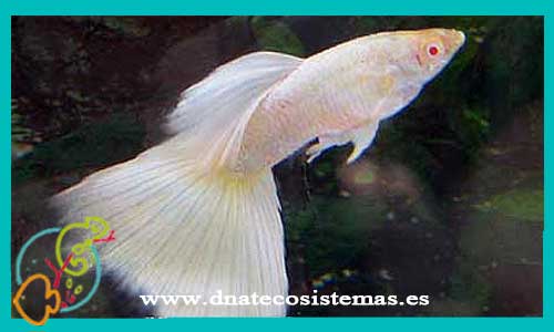 Guppy blanco platinum albino macho