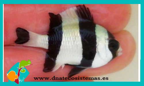 dascyllus-melanurus-tienda-de-peces-online-peces-por-internet-mundo-marino-todo-marino-barato