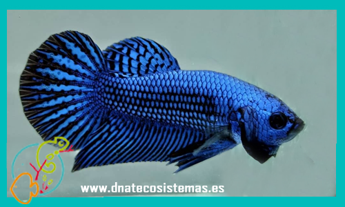venta-betta-macho-allien-blue-azul-espana-venta-de-peces