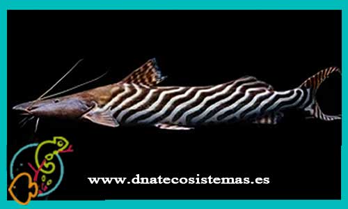 oferta-venta-pez-gato-espatula-tigre-8-12cm-ccee-merodontotus-tigrinus-tienda-peces-tropicales-baratos-online-venta-peces-gatos-por-internet-tienda-mascotas-peces-rebajas-con-envio
