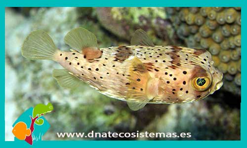 diodon-holocanthus-tienda-de-peces-online-peces-por-internet-mundo-marino-todo-marino